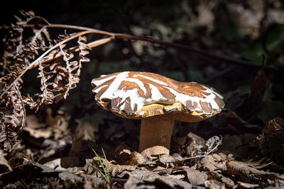 Close-up of mushroom growing on field