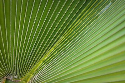 Close-up of a bright green leaf of a palm tree under the bright tropical sun. a leaf of a palm tree 