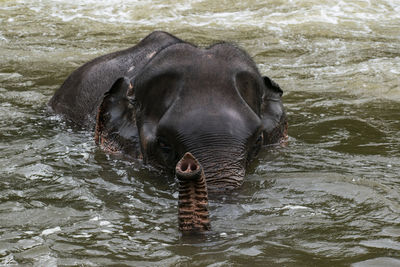 Close-up of elephant swimming in river