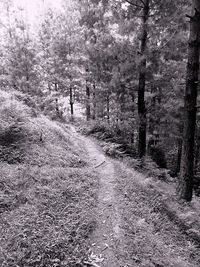 Trees in forest