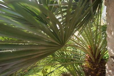 Close-up of palm tree