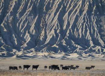 Cattle move across a remote stretch of utah desert