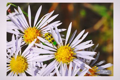 Close-up of yellow flower