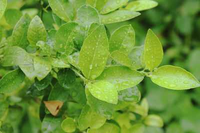 Close-up of wet plant leaves
