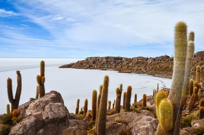 Cactus growing on rock in uyuni salt flat against sky