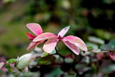 Close-up of pink flowering plant