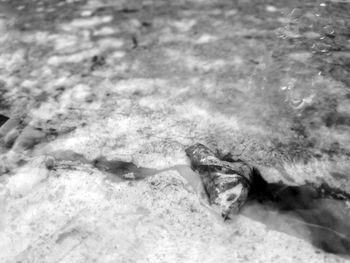 Close-up of fish swimming in water