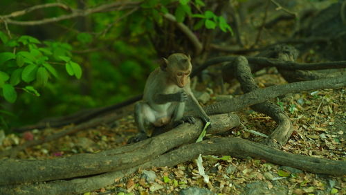 Lizard on tree in forest