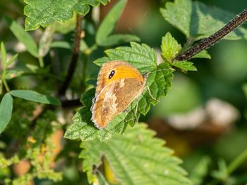 Close-up of butterfly on leaf