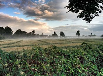 Scenic view of agricultural field against sky during foggy weather