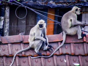 Sheep sitting on rope against wall in zoo