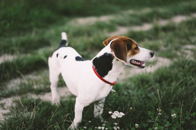 Jack russell terrier plays on grass, close-up.