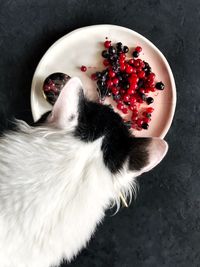 High angle view of a cat