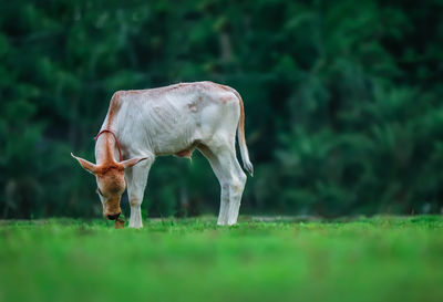 Horse grazing in a field