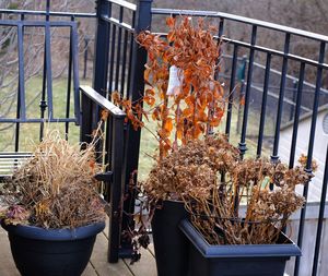 Close-up of potted plant hanging on barbecue grill