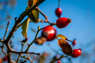Low angle view of berries on tree against sky