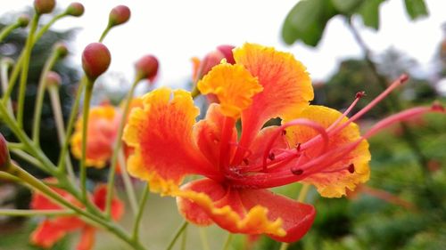 Close-up of orange flowers blooming outdoors