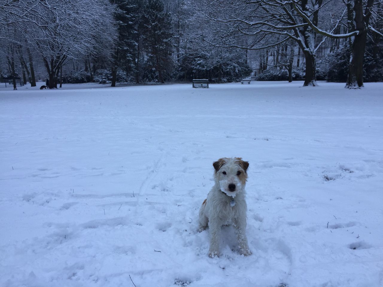 snow, winter, cold temperature, season, domestic animals, dog, weather, mammal, pets, animal themes, covering, tree, white color, field, one animal, landscape, nature, bare tree, covered, frozen