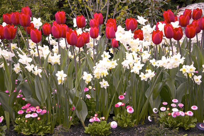 Close-up of red tulip flowers on field