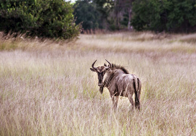 Water buffalo in a field