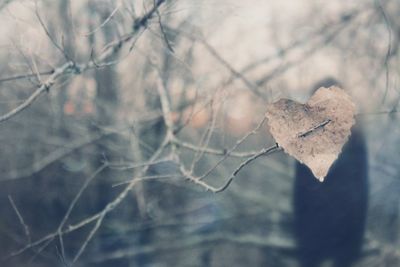 Close-up of leaves against blurred background