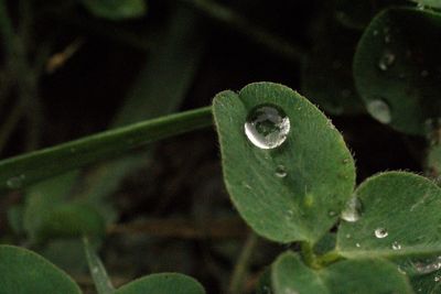 Close-up of raindrops on leaves