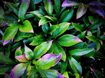 Full frame shot of green leaves