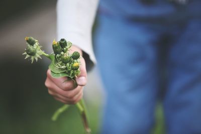 Close-up of man holding leaf