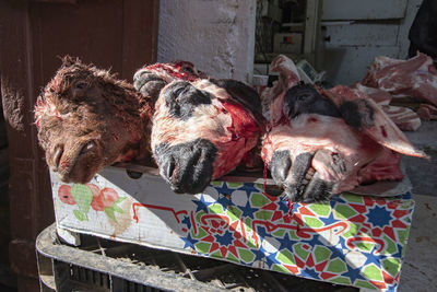 Close-up of goat head on table