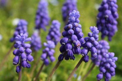 Close-up of purple flowers