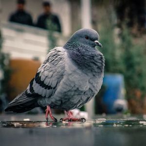 Close-up of bird perching on branch