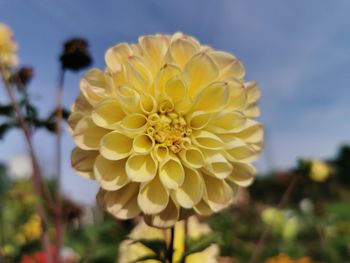 Close-up of yellow flowering plant