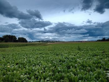 Scenic view of agricultural field against sky