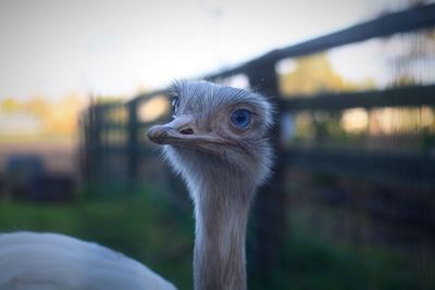 Close-up of ostrich against blurred background