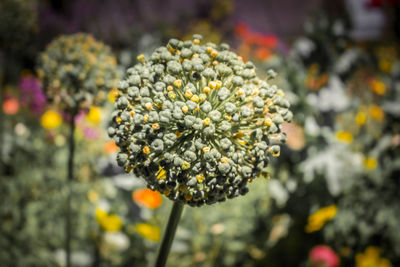 Close-up of flowering plant
