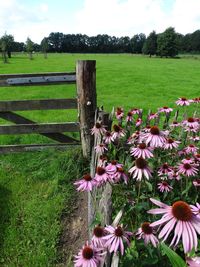 Flowers growing in field