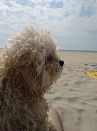 Close-up of dog at beach against sky