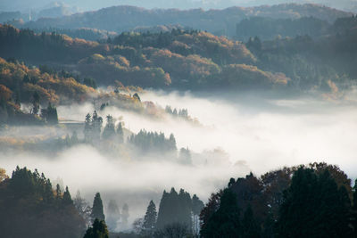 Panoramic view of trees in forest against sky