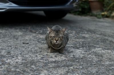 Portrait of a cat