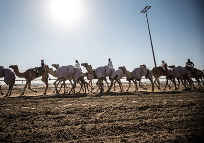 Group of horses on the ground