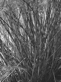 Full frame shot of grass on field