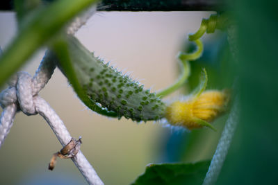 Close-up of plant