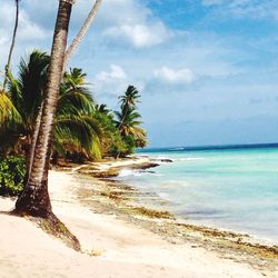 Palm trees on beach