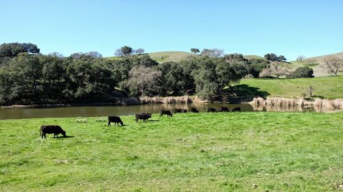 Cows grazing on field against clear sky