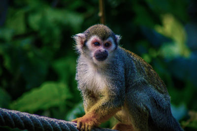 Portrait of monkey sitting on tree