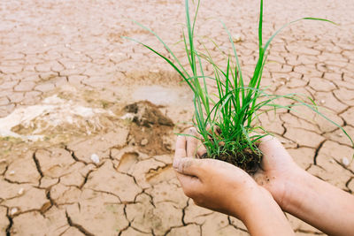Cropped image of hand holding plant on barren land