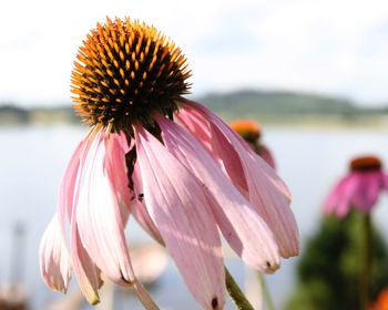 Close-up of pink flower against sky