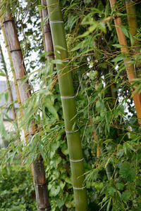Close-up of bamboo plant on field
