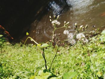 Plants growing on rocks