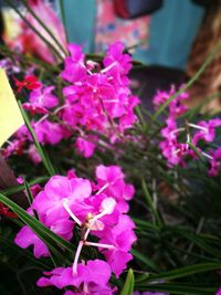 Close-up of pink flowers blooming outdoors